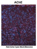Anti-ACHE, (N-terminal) antibody produced in rabbit affinity isolated antibody