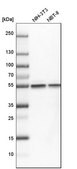 Anti-TUBB antibody produced in rabbit Prestige Antibodies&#174; Powered by Atlas Antibodies, affinity isolated antibody, buffered aqueous glycerol solution