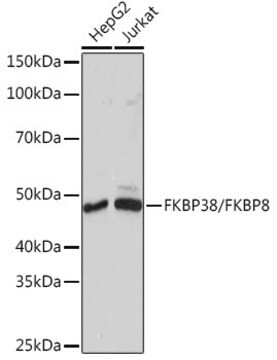 Anti-FKBP38/FKBP8 Antibody, clone 2J7P6, Rabbit Monoclonal