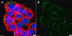 Anti-HSPG2 Antibody, clone 1M17 ZooMAb&#174; Rabbit Monoclonal recombinant, expressed in HEK 293 cells
