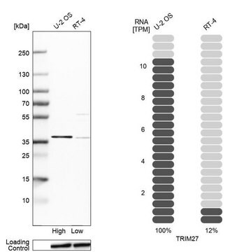 Anti-TRIM27 antibody produced in rabbit Prestige Antibodies&#174; Powered by Atlas Antibodies, affinity isolated antibody