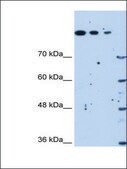 Anti-SETD2 antibody produced in rabbit IgG fraction of antiserum