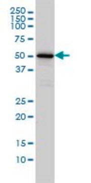 Monoclonal Anti-CAMKK1 antibody produced in mouse clone 1F6, ascites fluid