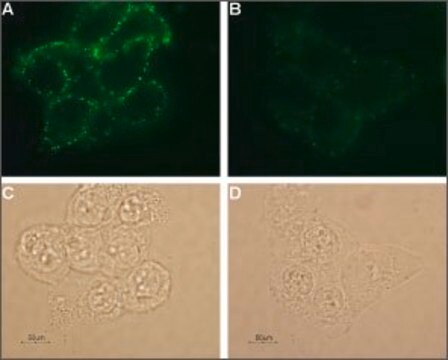 Anti-Potassium Channel Kv1.3 (extracellular) antibody produced in rabbit affinity isolated antibody, lyophilized powder