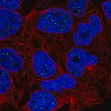 Anti-RTEL1 antibody produced in rabbit Prestige Antibodies&#174; Powered by Atlas Antibodies, affinity isolated antibody