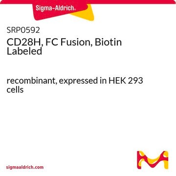 CD28H, FC Fusion, Biotin Labeled recombinant, expressed in HEK 293 cells