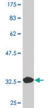 Monoclonal Anti-CD24 antibody produced in mouse clone 1C4, purified immunoglobulin, buffered aqueous solution