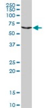 Anti-CHML antibody produced in rabbit purified immunoglobulin, buffered aqueous solution