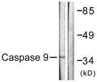 Anti-CASP9 antibody produced in rabbit affinity isolated antibody
