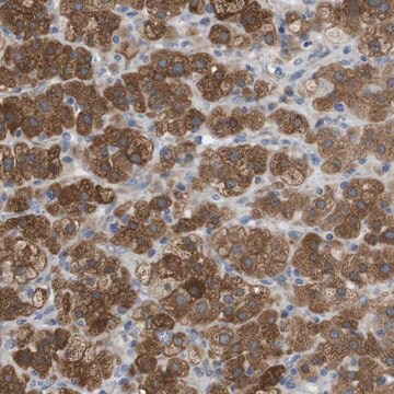 Anti-DDRGK1 antibody produced in rabbit Prestige Antibodies&#174; Powered by Atlas Antibodies, affinity isolated antibody, buffered aqueous glycerol solution