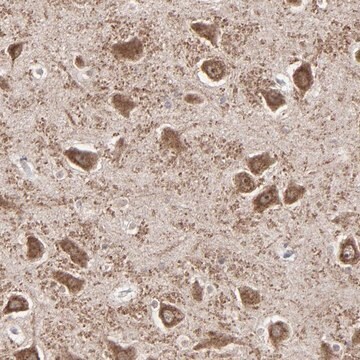 Anti-SLC22A17 antibody produced in rabbit Prestige Antibodies&#174; Powered by Atlas Antibodies, affinity isolated antibody, buffered aqueous glycerol solution