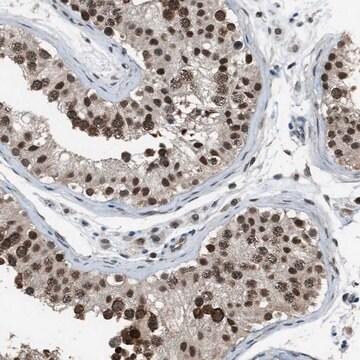 Anti-KPNA6 antibody produced in rabbit Prestige Antibodies&#174; Powered by Atlas Antibodies, affinity isolated antibody, buffered aqueous glycerol solution