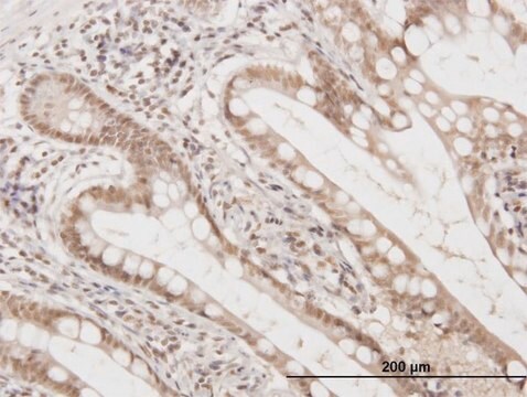 Monoclonal Anti-FAM50A antibody produced in mouse clone 5F10, purified immunoglobulin, buffered aqueous solution
