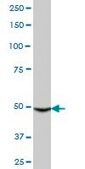 Anti-CYP3A4 antibody produced in mouse IgG fraction of antiserum, buffered aqueous solution