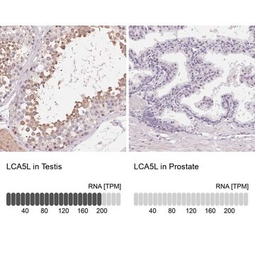 Anti-LCA5L antibody produced in rabbit Prestige Antibodies&#174; Powered by Atlas Antibodies, affinity isolated antibody