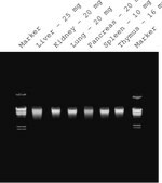 GenElute&#8482; Mammalian Genomic DNA Miniprep Kits sufficient for 10&#160;purifications