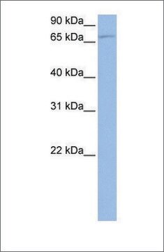 Anti-TBK1 affinity isolated antibody