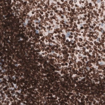 Monoclonal Anti-LMNB1 antibody produced in mouse Prestige Antibodies&#174; Powered by Atlas Antibodies, clone CL3929, purified immunoglobulin, buffered aqueous glycerol solution