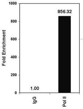 ChIPAb+ RNA Pol II - ChIP Validated Antibody and Primer Set from mouse