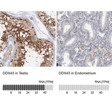 Anti-DDX43 antibody produced in rabbit Prestige Antibodies&#174; Powered by Atlas Antibodies, affinity isolated antibody, buffered aqueous glycerol solution, ab2