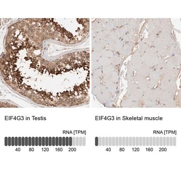 Anti-EIF4G3 antibody produced in rabbit Prestige Antibodies&#174; Powered by Atlas Antibodies, affinity isolated antibody, buffered aqueous glycerol solution, Ab3