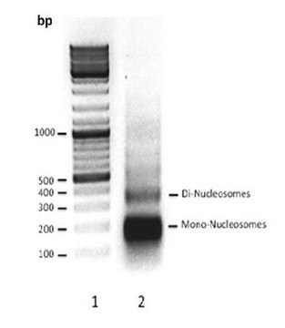 Human native nucleosomes Human native nucleosomes purified from HeLa cell nuclei, digested with micrococcal nuclease &amp; purified by glycerol gradient &amp; ion exchange chromatography.