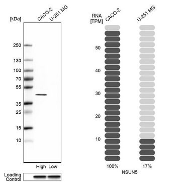 Anti-NSUN5 antibody produced in rabbit Prestige Antibodies&#174; Powered by Atlas Antibodies, affinity isolated antibody, buffered aqueous glycerol solution