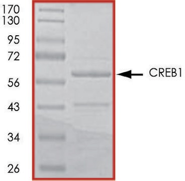 CREB1 (1-280), GST tagged from rat recombinant, expressed in E. coli, &#8805;70% (SDS-PAGE), buffered aqueous glycerol solution