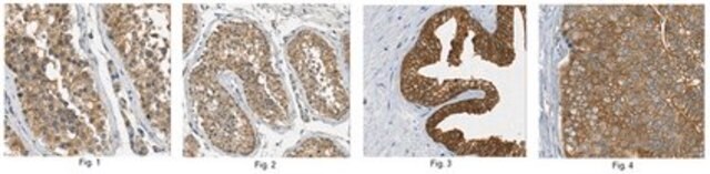 Anti-Mastl Antibody, clone 4F9 clone 4F9, from mouse