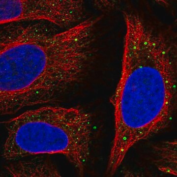 Anti-SLC14A1 antibody produced in rabbit Prestige Antibodies&#174; Powered by Atlas Antibodies, affinity isolated antibody