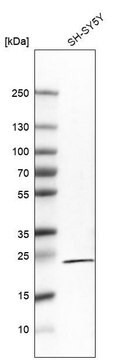 Monoclonal Anti-RGS5 antibody produced in mouse Prestige Antibodies&#174; Powered by Atlas Antibodies, clone CL5568, purified immunoglobulin, buffered aqueous glycerol solution