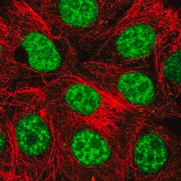 Anti-THAP4 antibody produced in rabbit Prestige Antibodies&#174; Powered by Atlas Antibodies, affinity isolated antibody