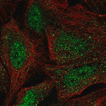 Anti-WBP4 antibody produced in rabbit Prestige Antibodies&#174; Powered by Atlas Antibodies, affinity isolated antibody