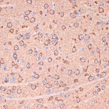 Anti-14-3-3 gamma Antibody, clone 5R4Q4, Rabbit Monoclonal