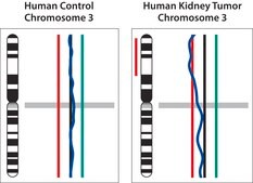 GenomePlex&#174; Single Cell Whole Genome Amplification Kit Amplify genome of a single cell