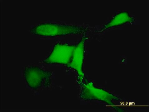 Monoclonal Anti-RFWD2 antibody produced in mouse clone 1E4, purified immunoglobulin, buffered aqueous solution