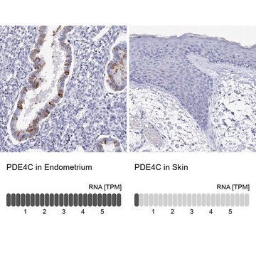 Anti-PDE4C antibody produced in rabbit Prestige Antibodies&#174; Powered by Atlas Antibodies, affinity isolated antibody, buffered aqueous glycerol solution