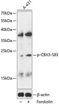 Anti-Phospho-CBX3-S83 antibody produced in rabbit