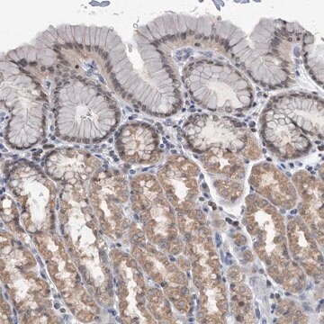 Anti-TSTD1 antibody produced in rabbit Prestige Antibodies&#174; Powered by Atlas Antibodies, affinity isolated antibody, buffered aqueous glycerol solution