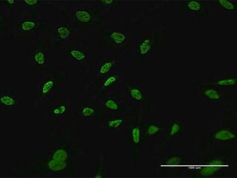 Monoclonal Anti-RERE antibody produced in mouse clone 2F2, purified immunoglobulin, buffered aqueous solution