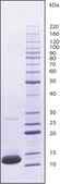 Cytochrome c from equine heart &#8805;95% (SDS-PAGE)
