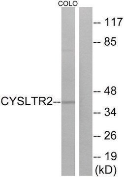 Anti-CYSLTR2 antibody produced in rabbit affinity isolated antibody