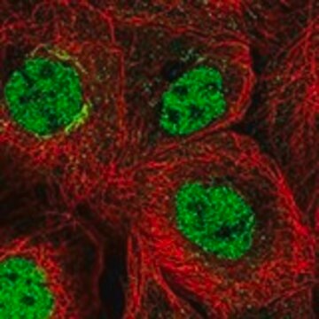 Anti-PCGF5 antibody produced in rabbit Prestige Antibodies&#174; Powered by Atlas Antibodies, affinity isolated antibody, buffered aqueous glycerol solution