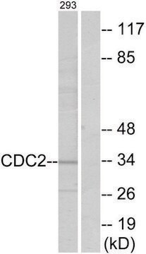 Anti-CDC2 antibody produced in rabbit affinity isolated antibody