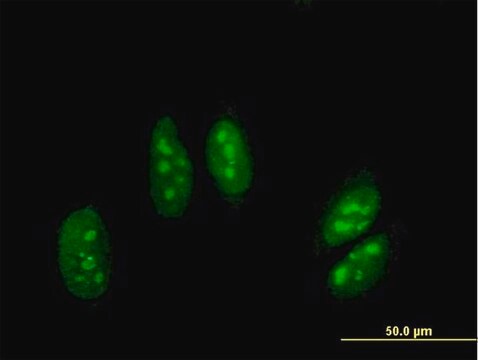 Anti-ADARB1 antibody produced in mouse purified immunoglobulin, buffered aqueous solution