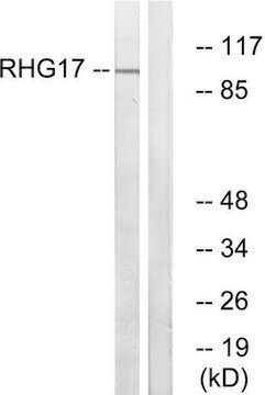 Anti-RHG17 antibody produced in rabbit affinity isolated antibody