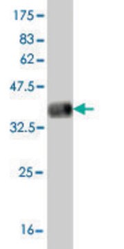 Monoclonal Anti-KDR antibody produced in mouse clone 4A2, purified immunoglobulin, buffered aqueous solution