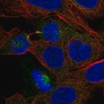 Anti-PHLPP2 antibody produced in rabbit Prestige Antibodies&#174; Powered by Atlas Antibodies, affinity isolated antibody, buffered aqueous glycerol solution
