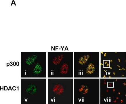 Anti-Histone Deacetylase 1 (HDAC1) antibody produced in rabbit IgG fraction of antiserum, buffered aqueous solution