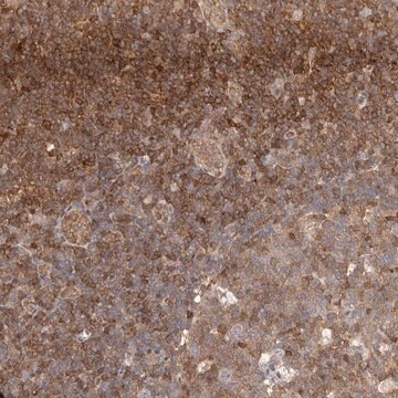 Anti-STAT5A antibody produced in rabbit Prestige Antibodies&#174; Powered by Atlas Antibodies, affinity isolated antibody, buffered aqueous glycerol solution